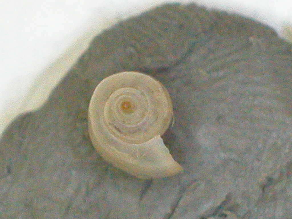 Plancia ëd Physella venustula (Gould 1847)