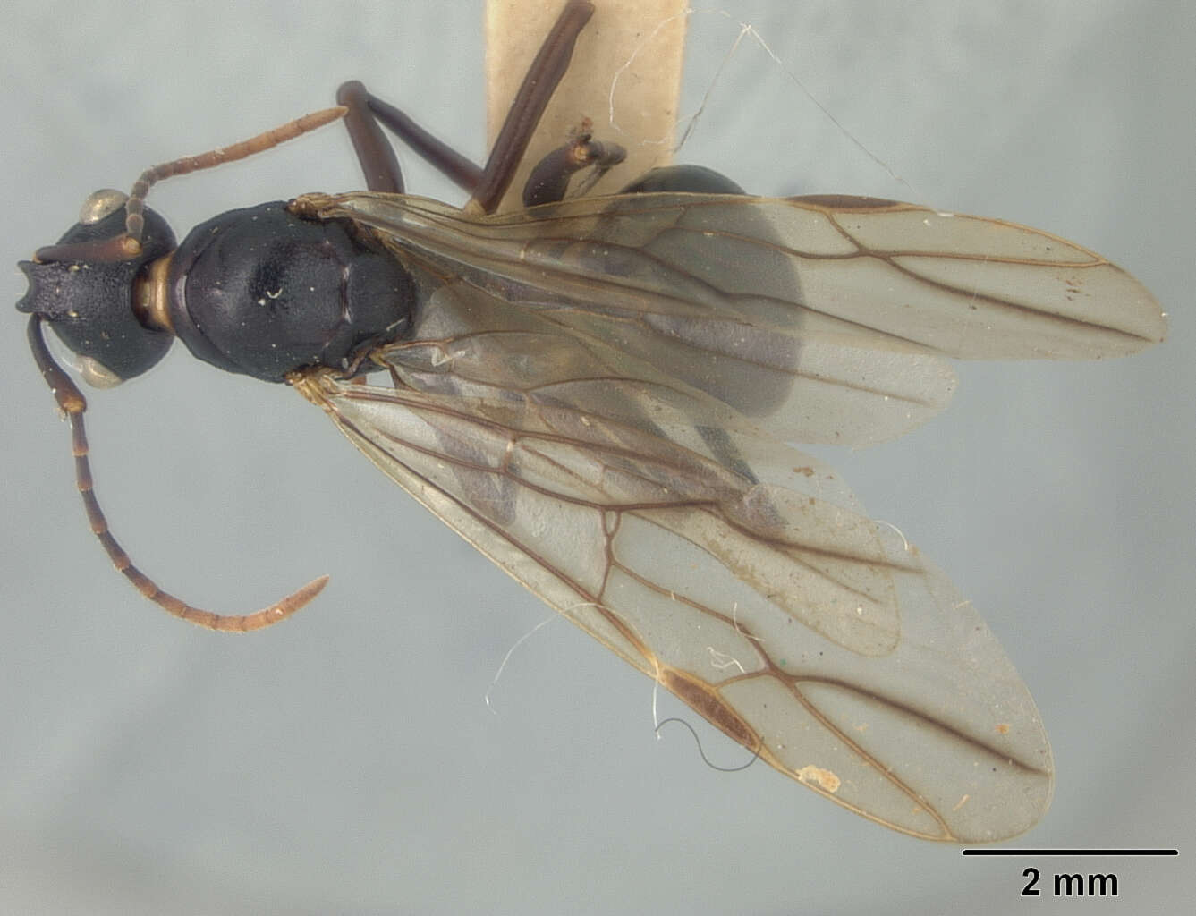 Image of Polyrhachis osae Mann 1919