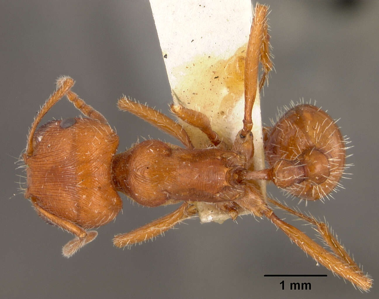 Image of Western Harvester Ant