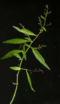 Imagem de Iresine angustifolia Euphrasen