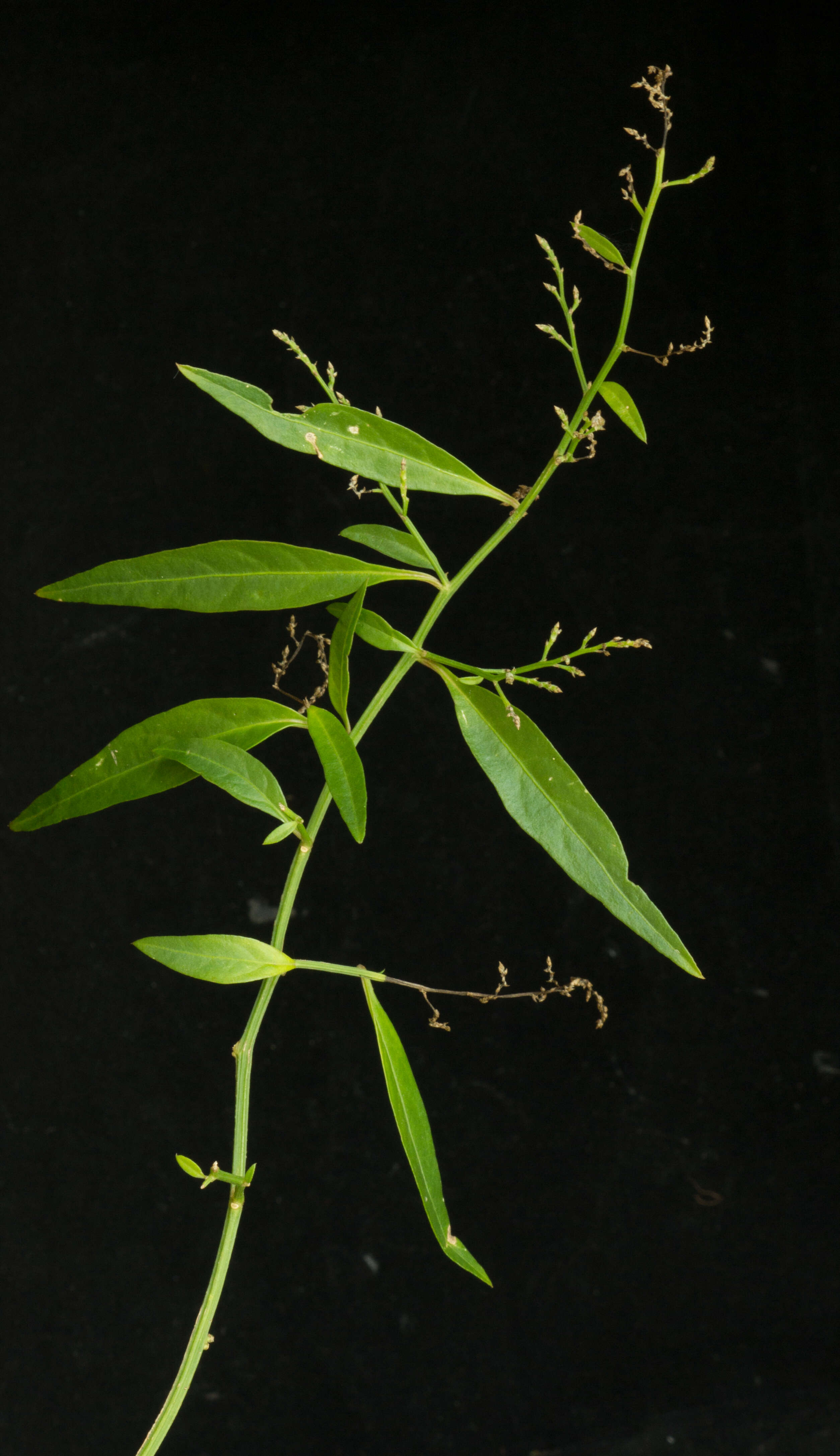 Iresine angustifolia Euphrasen的圖片