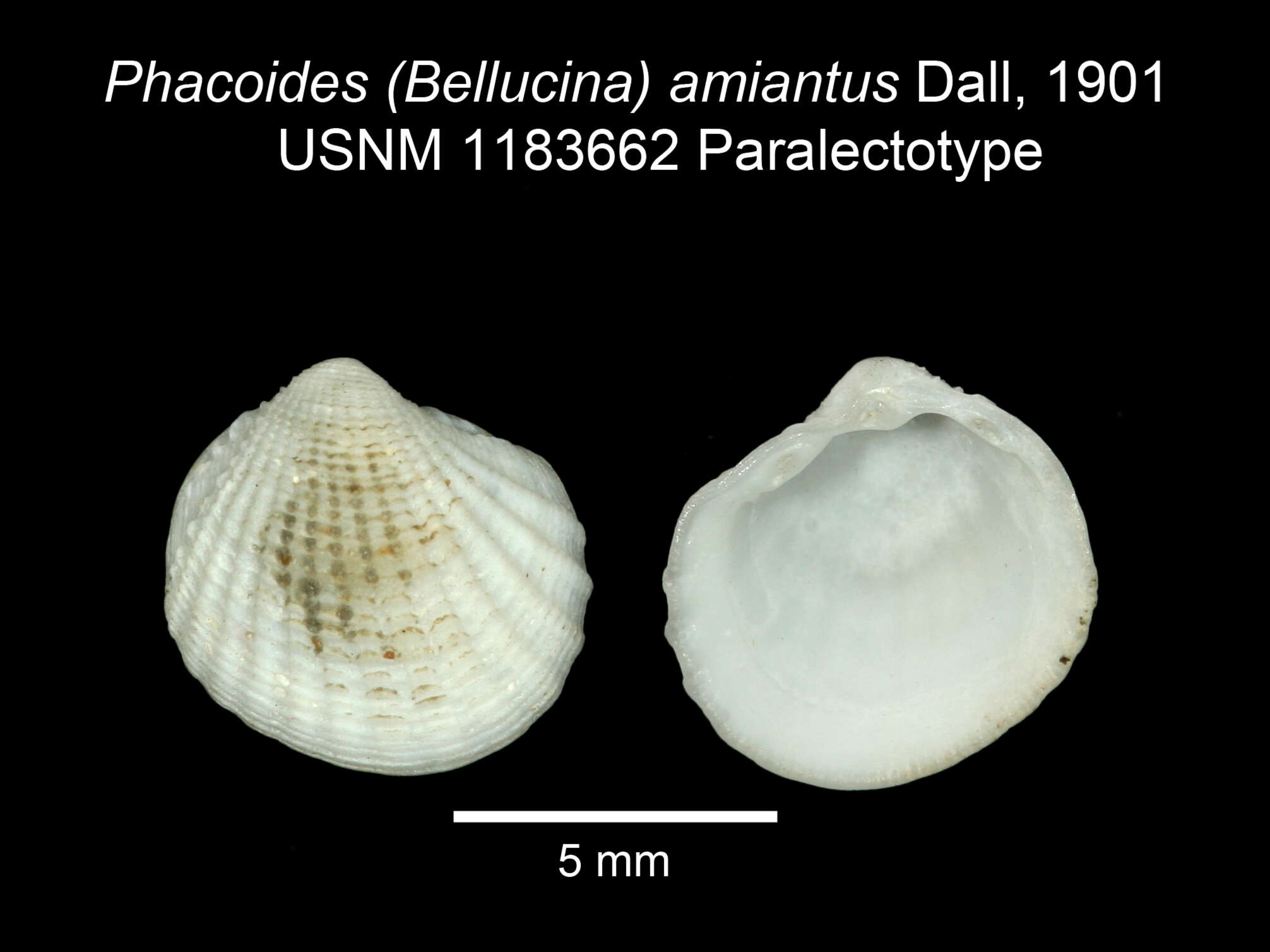 Image of Radiolucina Britton 1972
