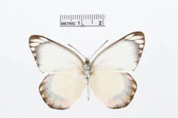 Image of Delias fasciata Rothschild 1894