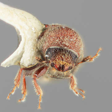 Image of Pityophthorus aciculatus Bright 1977