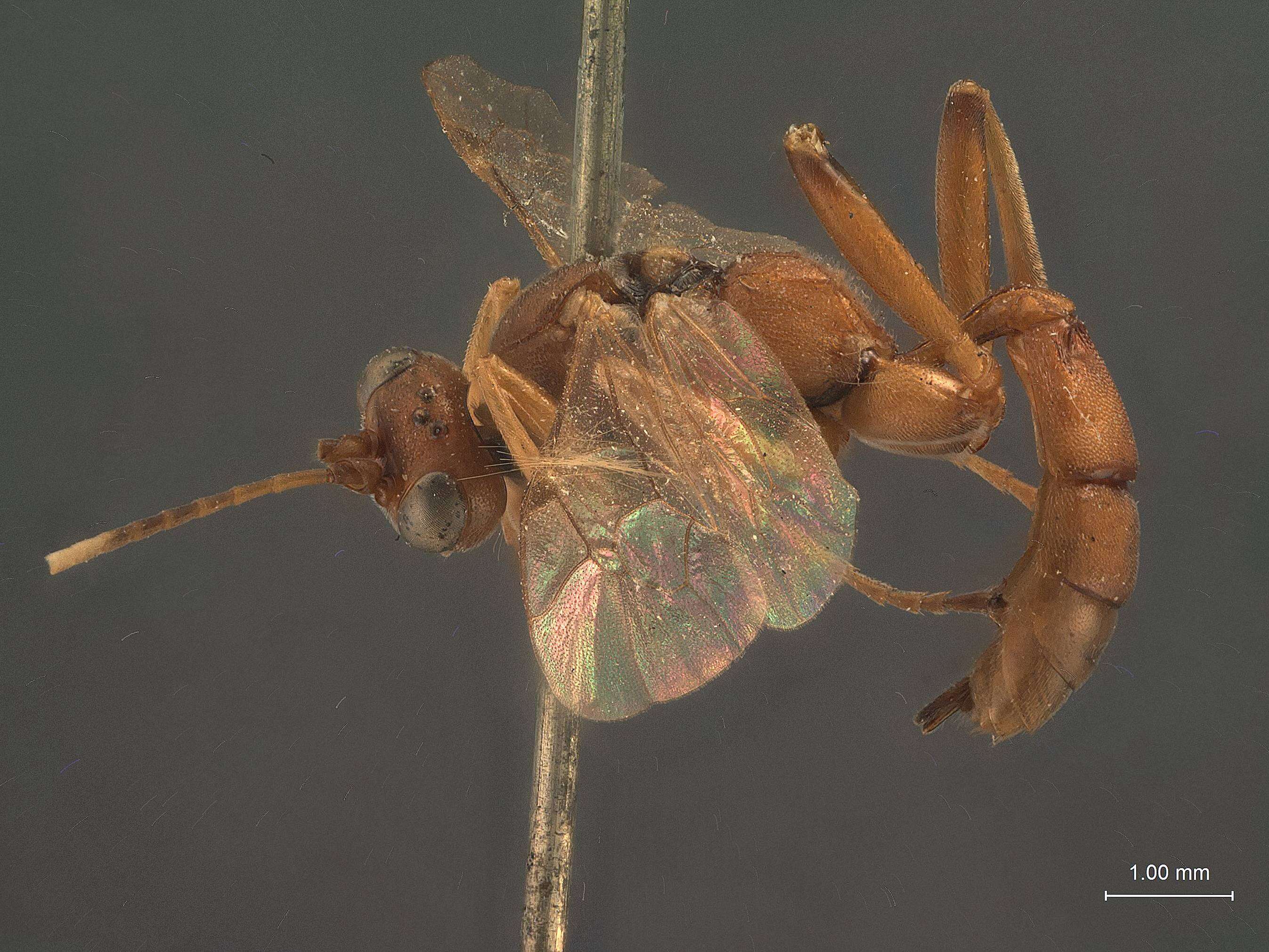 Image of Ichneumon Linnaeus 1758