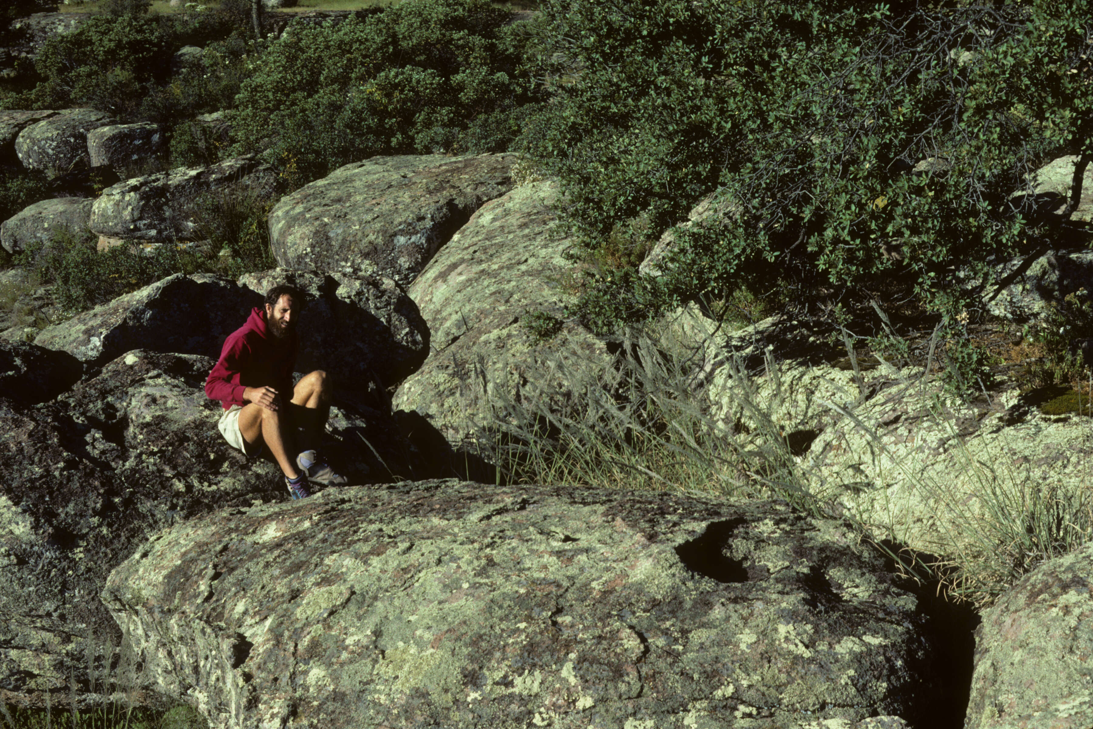 Image of Muhlenbergia pubescens (Kunth) Hitchc.