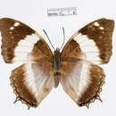 Image of Charaxes violetta Grose-Smith 1885