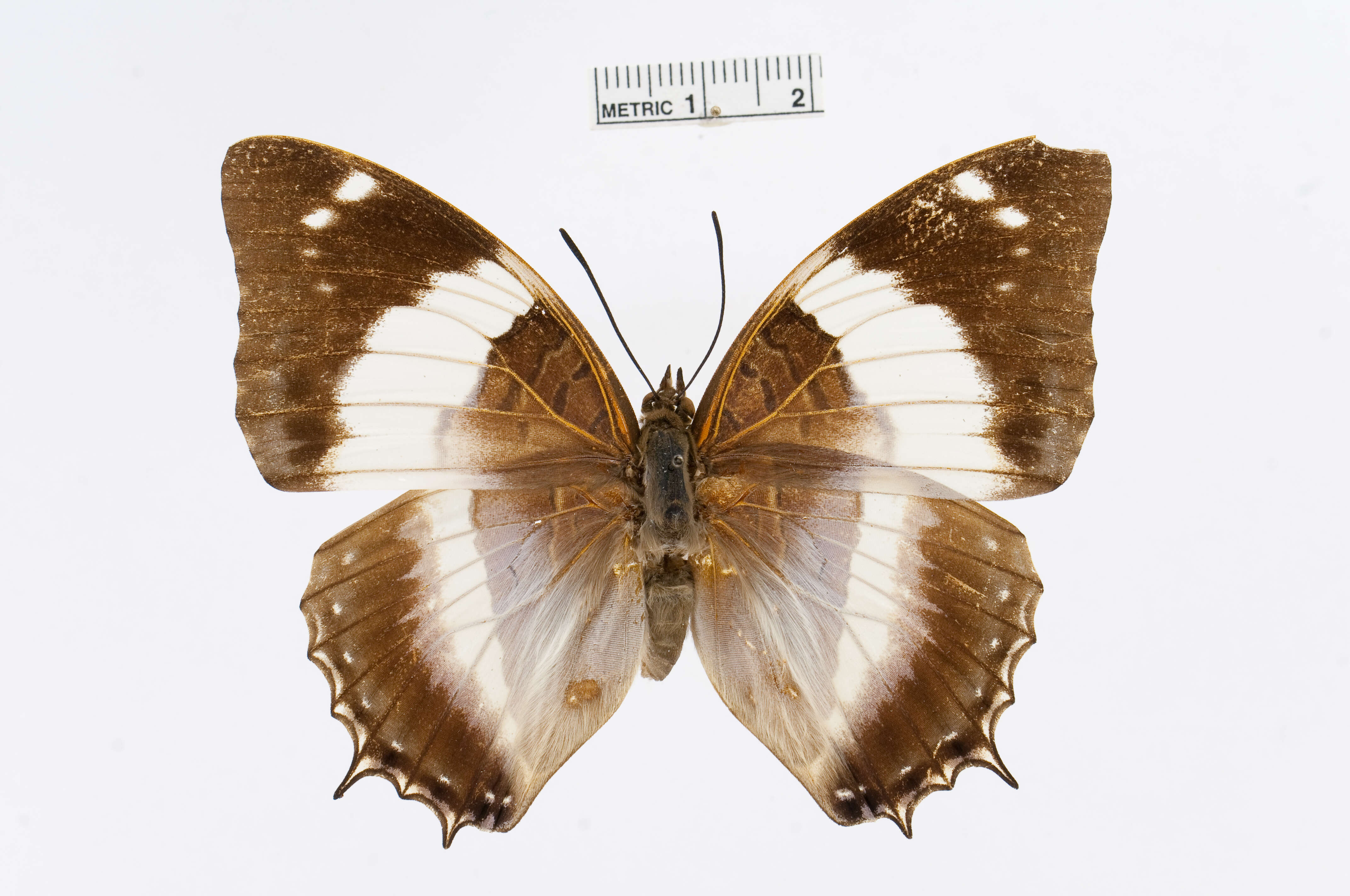 Image of Charaxes violetta Grose-Smith 1885