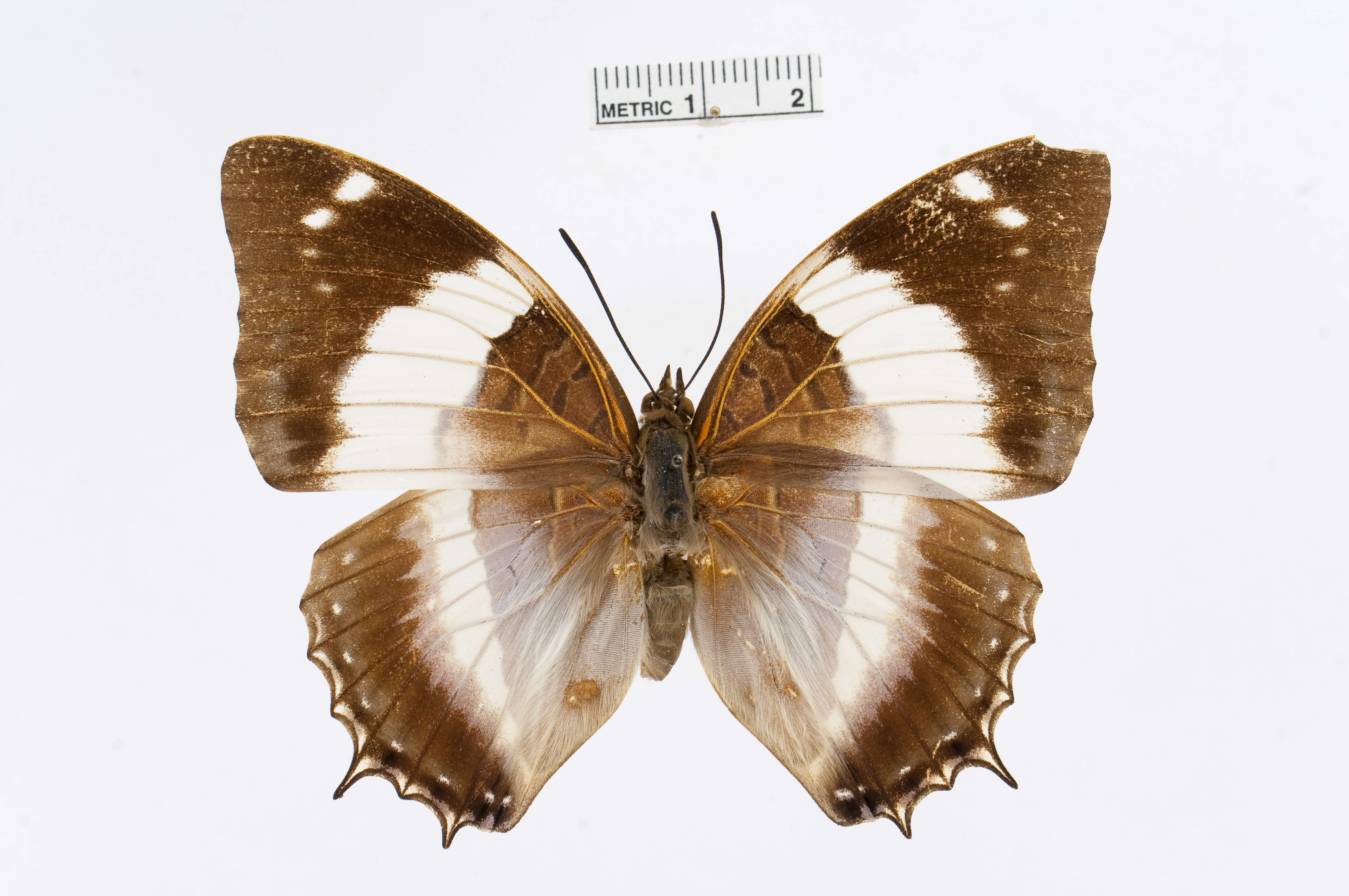 Charaxes violetta Grose-Smith 1885 resmi