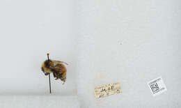 Image de Bombus sylvicola Kirby 1837