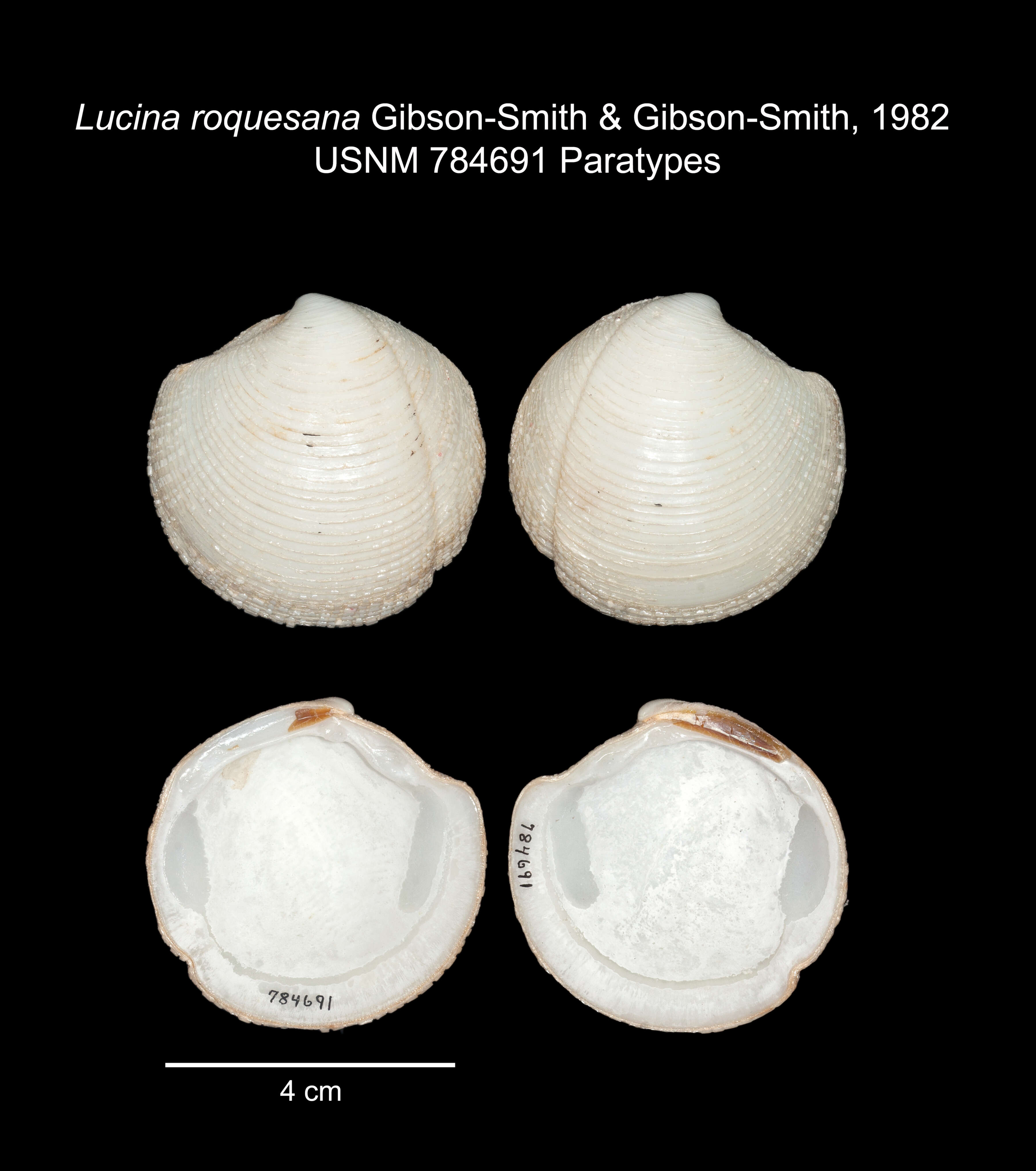 Image of Lucina roquesana J. Gibson-Smith & W. Gibson-Smith 1982