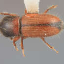 Image of Scolytodes contractus Wood 1977