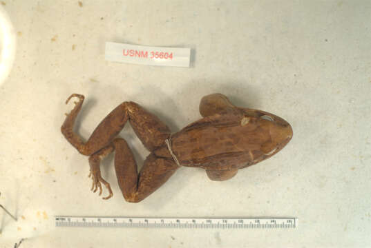 Image of Bolivian White-lipped Frog