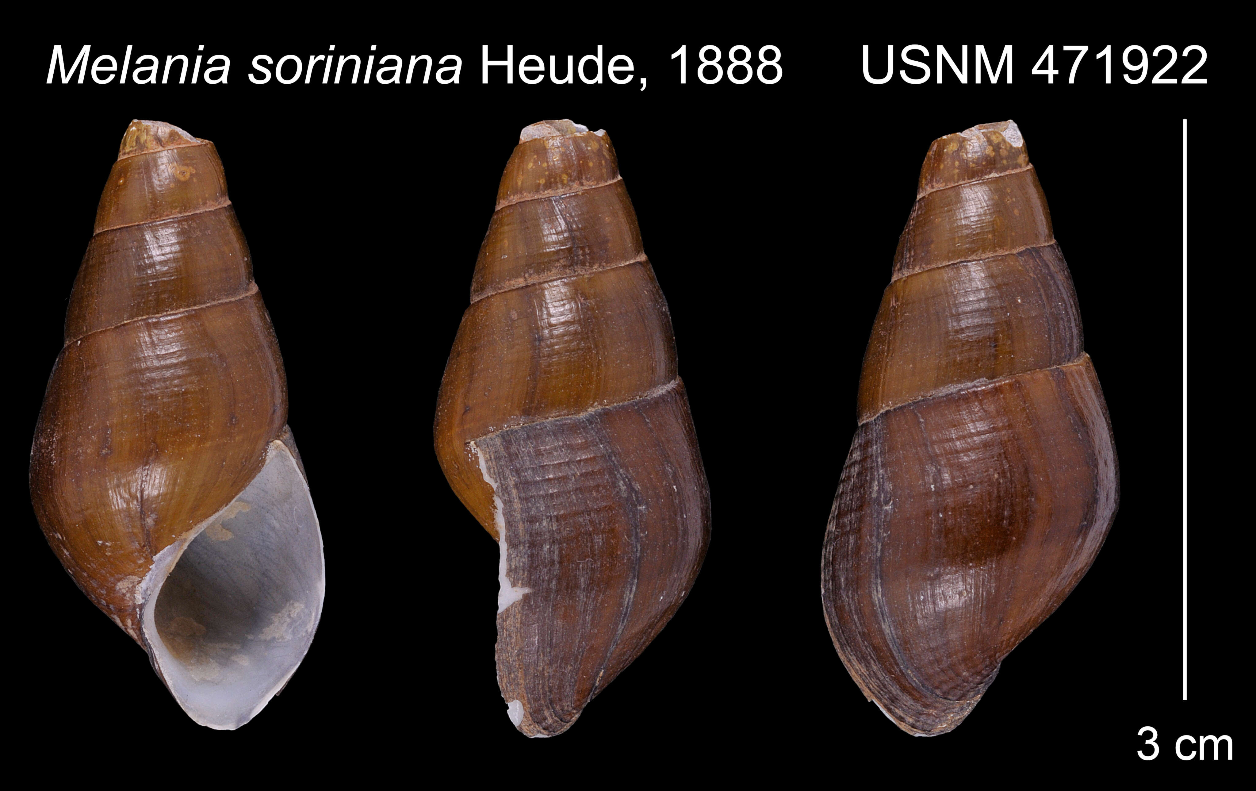 Image of Stenomelania P. Fischer 1885