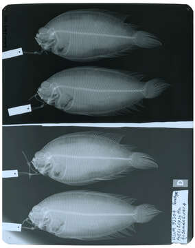 Image of Poecilopsetta inermis (Breder 1927)