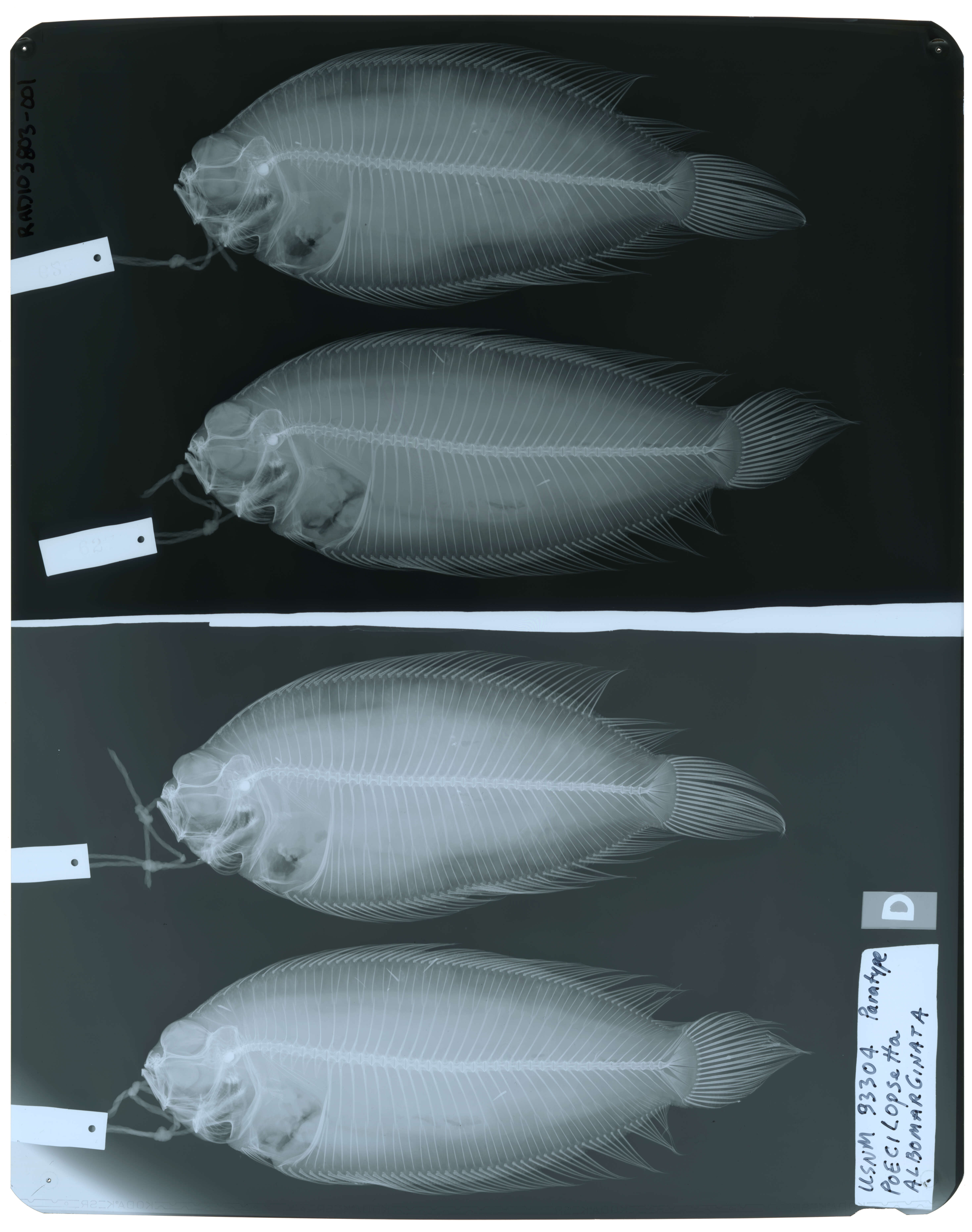 Poecilopsetta inermis (Breder 1927) resmi