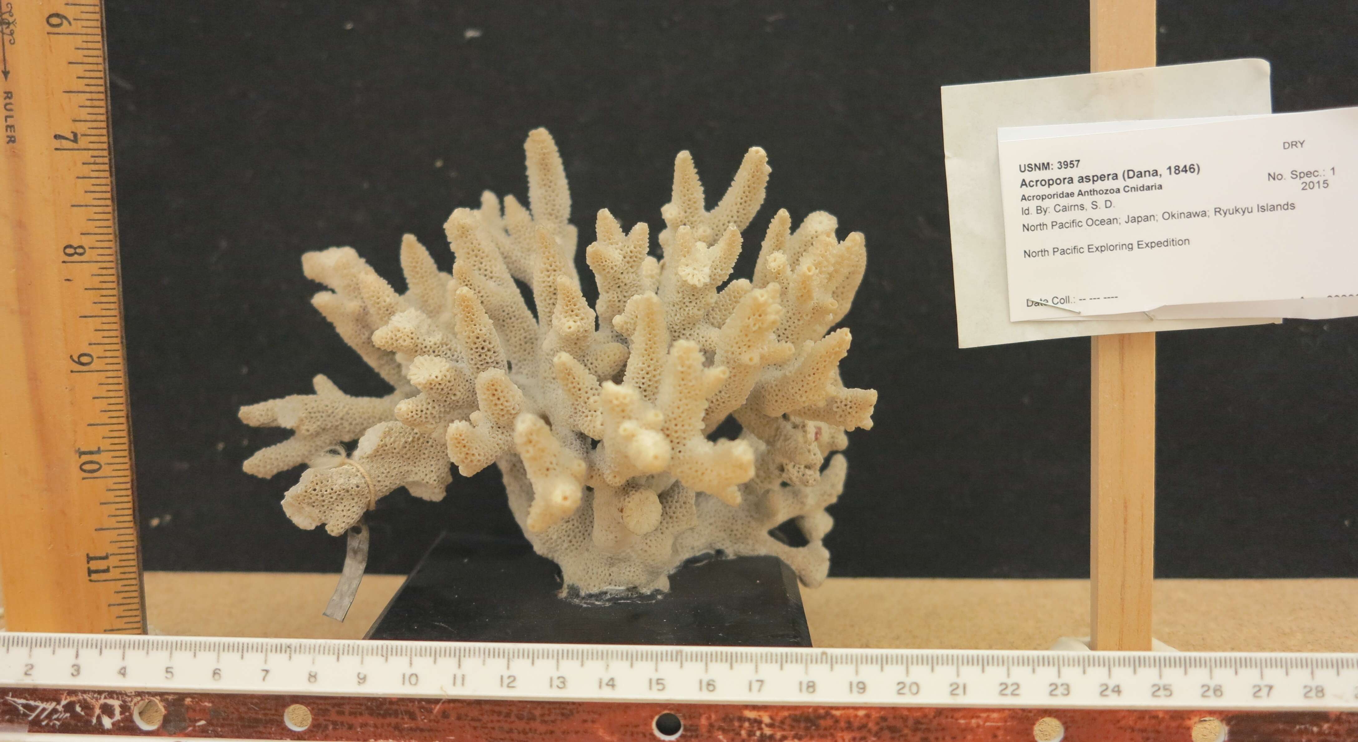 Image of Acropora aspera (Dana 1846)