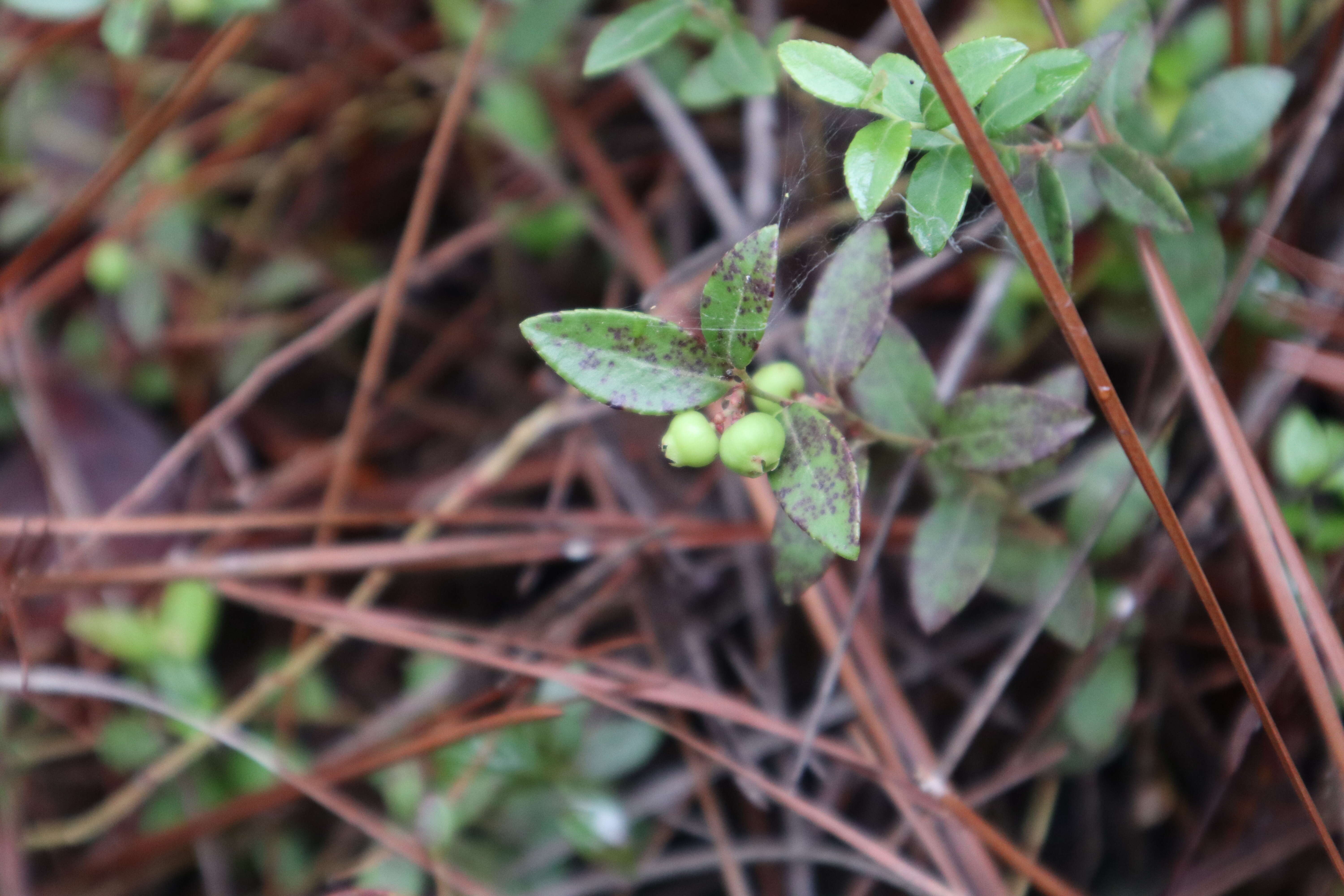 Vaccinium crassifolium Andr. resmi