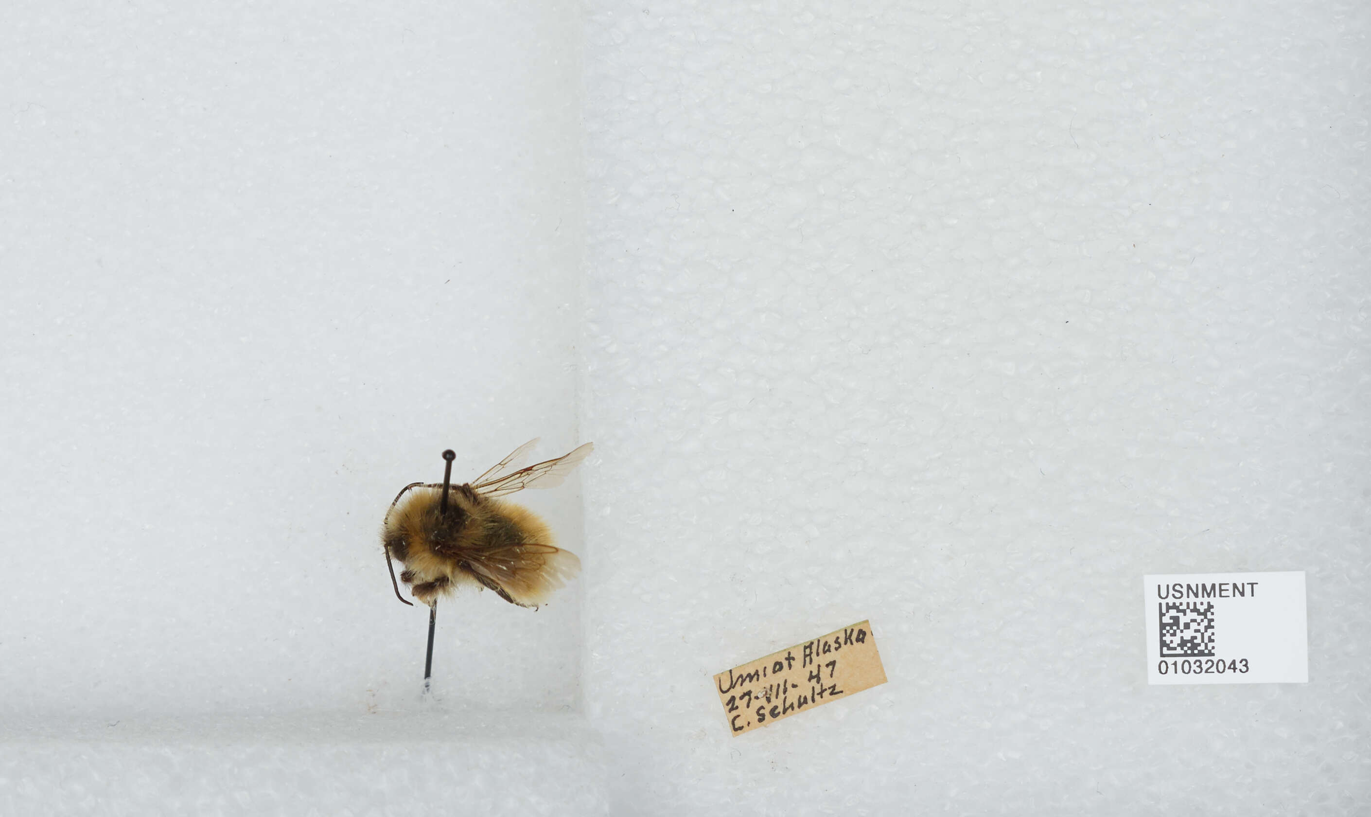 Image de Bombus sylvicola Kirby 1837