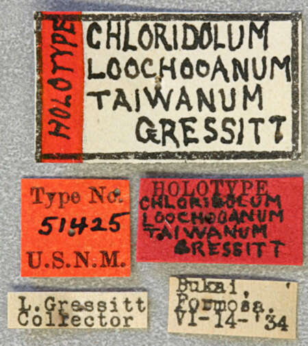 Image of Chloridolum taiwanum Gressitt 1936