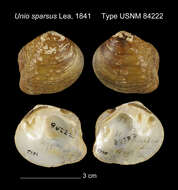 Image of Appalachian monkeyface (pearlymussel)