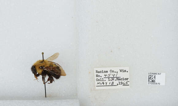 Image of Two-spotted Bumblebee