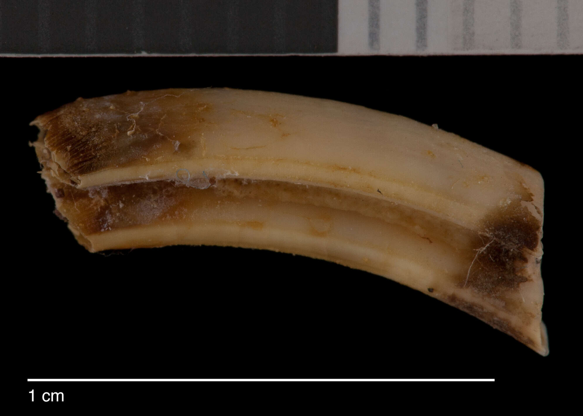 Image of Merriam's Pocket Gopher