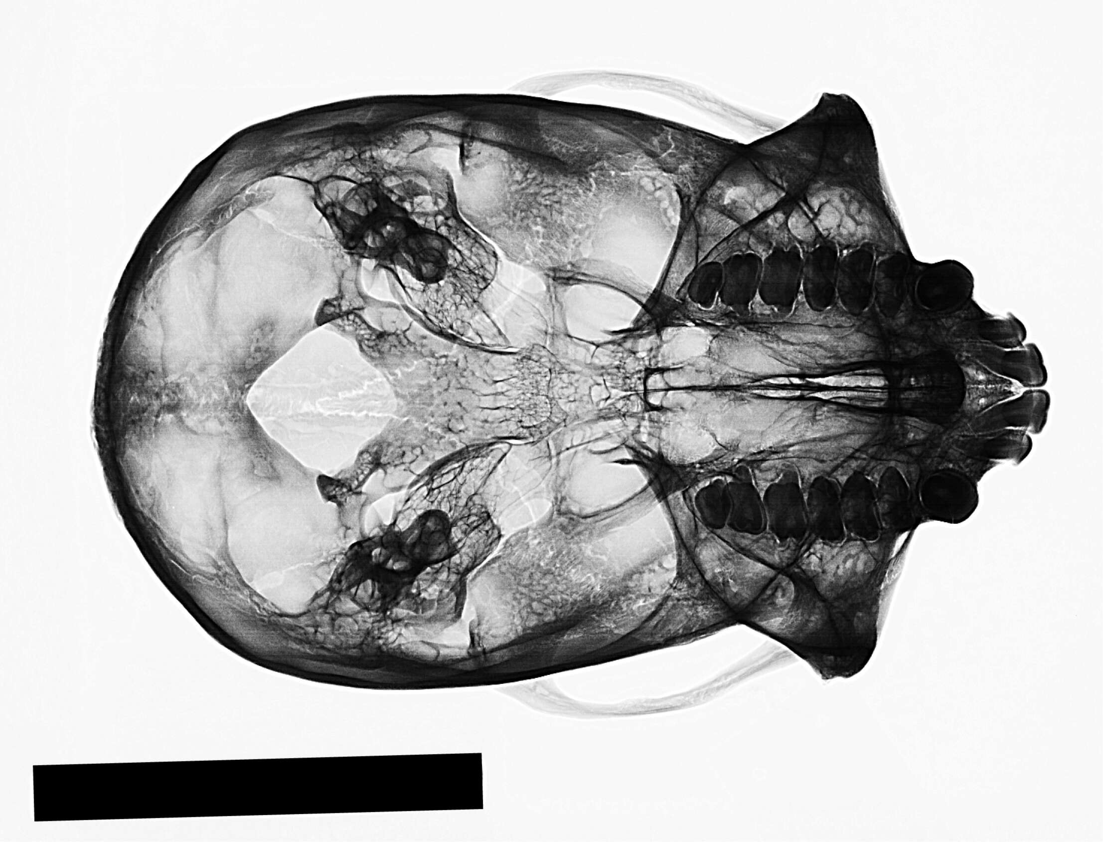 Image of white-faced capuchin