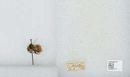 Image de Bombus sylvicola Kirby 1837