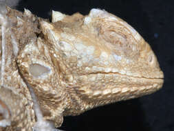 Image of Greater Short-horned Lizard