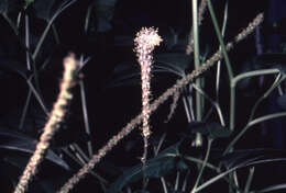 Image of lizard's tail