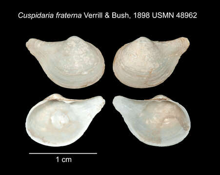 Image of Cuspidaria fraterna Verrill & Bush 1898