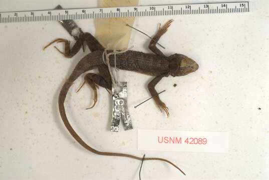 Image de Sceloporus utiformis Cope 1864