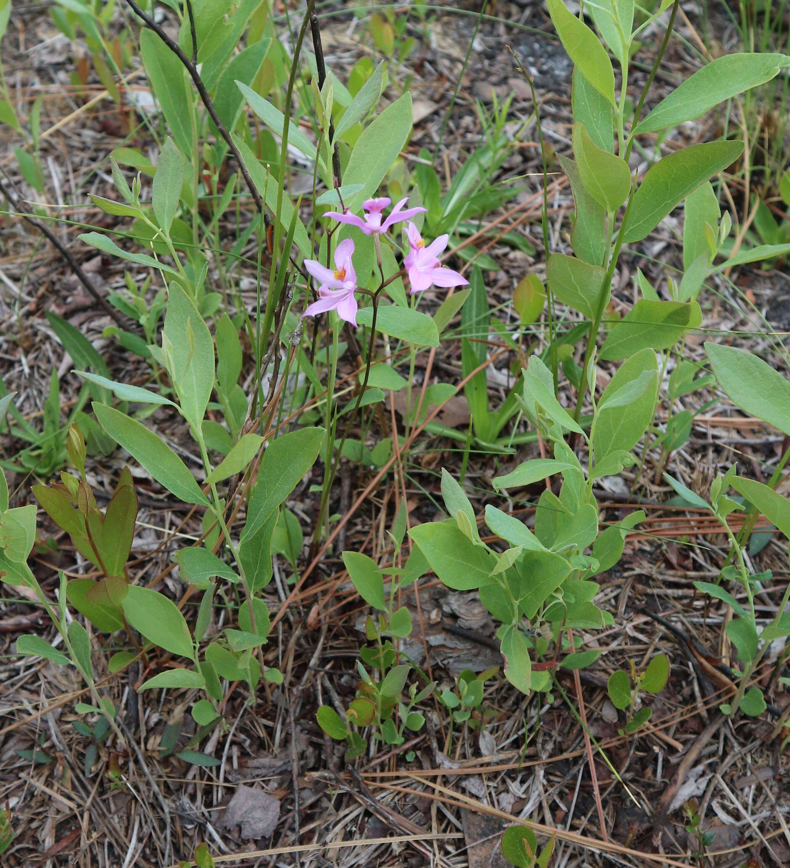 Image of Calopogon R. Br.