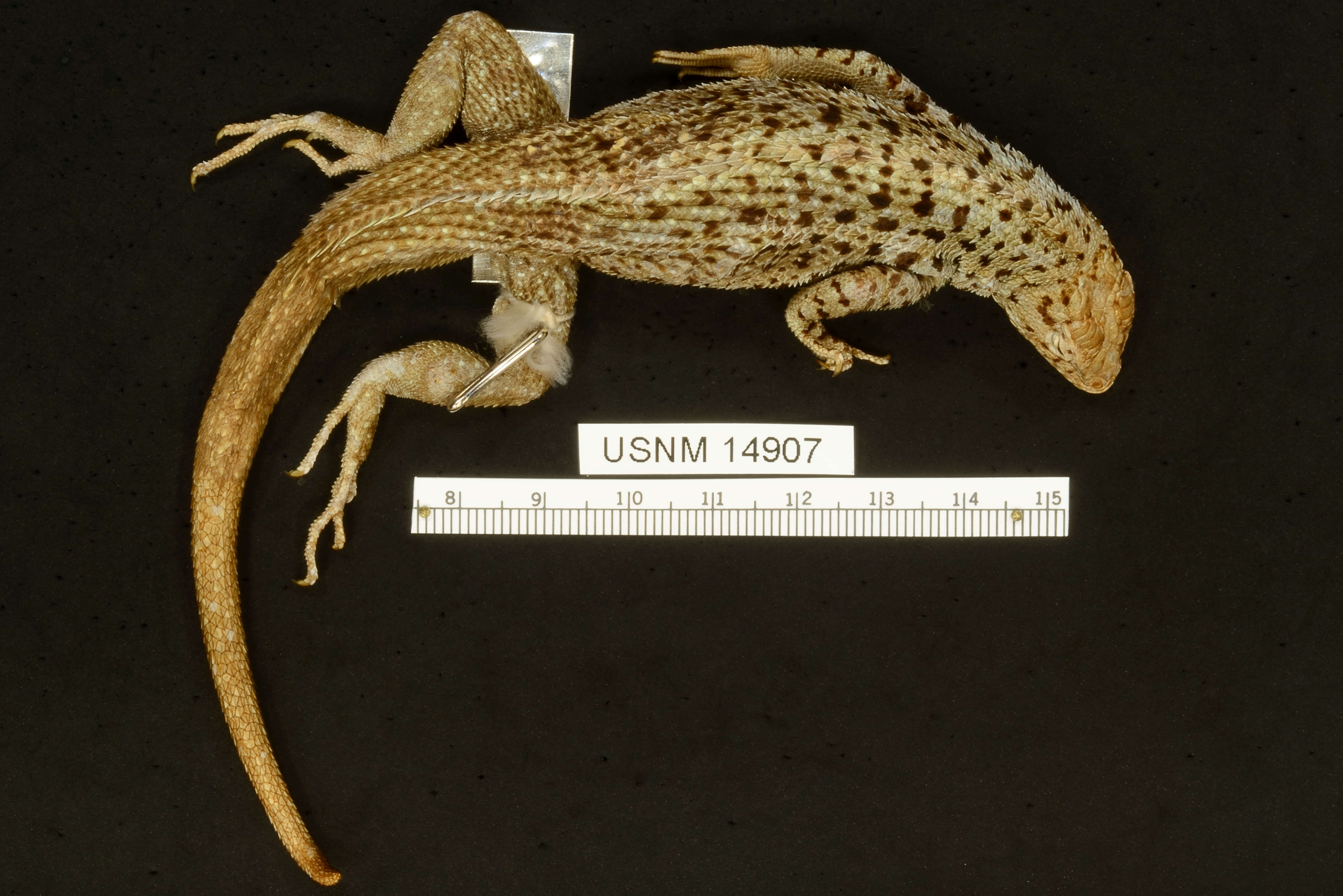 Image of Galapagos Lava Lizard