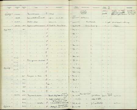 Image of Agelaius xanthomus monensis Barnes Jr 1945