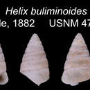 Image of Buliminopsis buliminoides (Heude 1882)