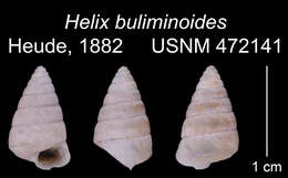 Image of Buliminopsis buliminoides (Heude 1882)