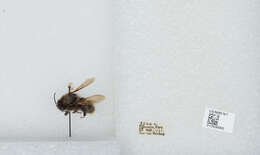 Image of Bombus funebris Smith 1854