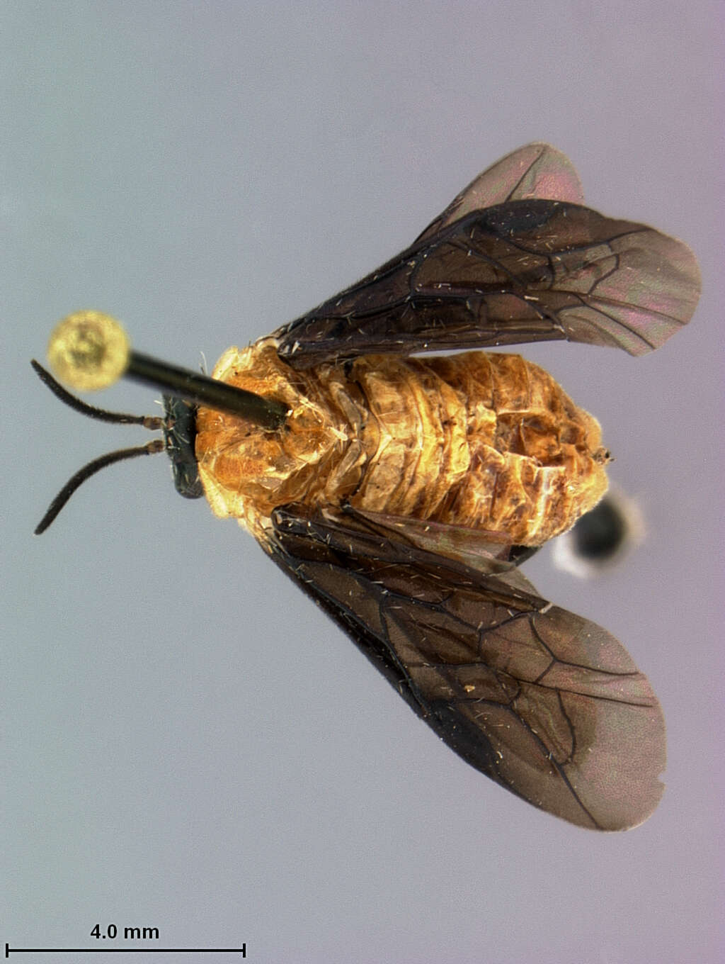 Image of <i>Sericoceros vumirus</i> Smith