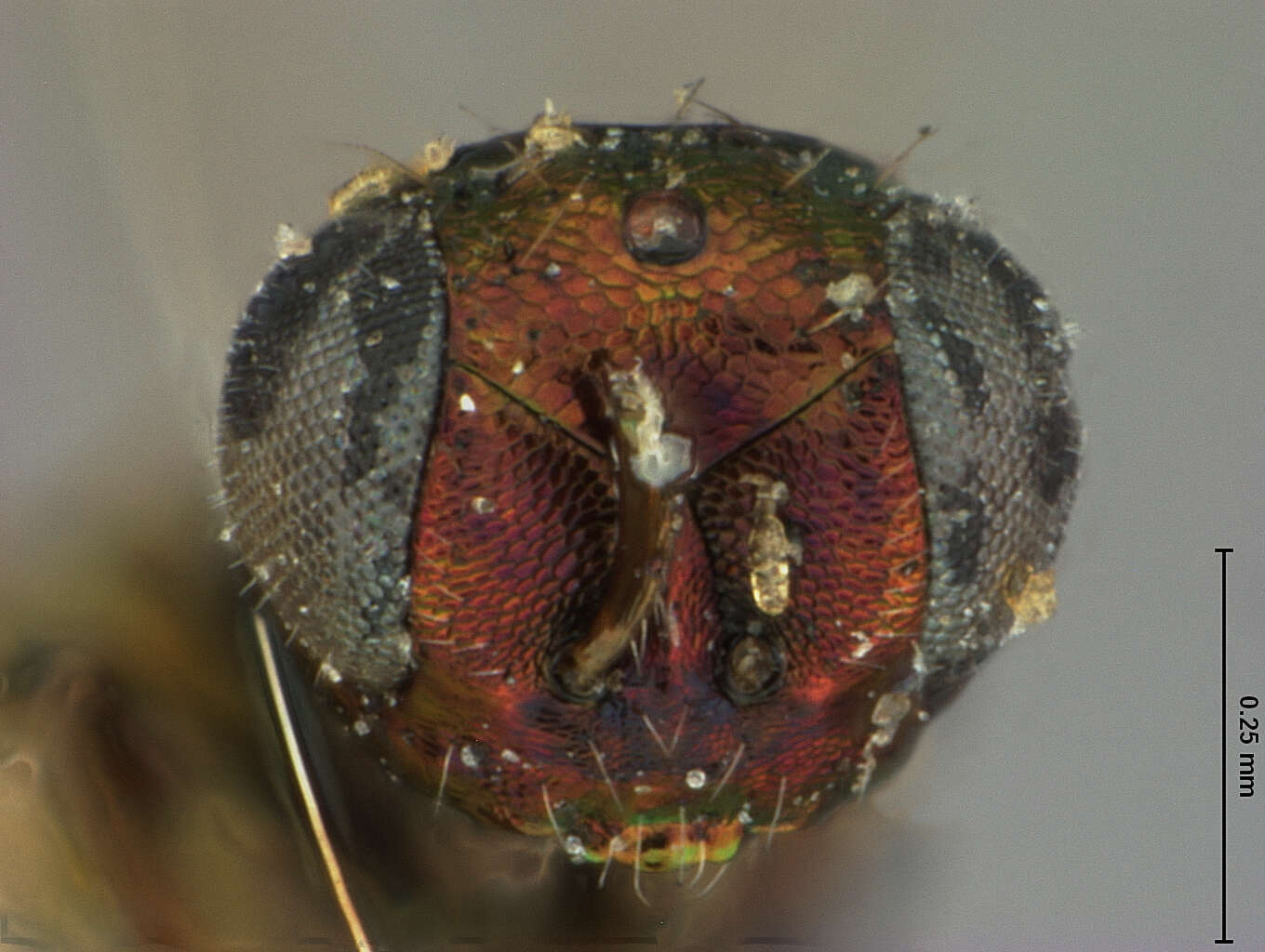 Image of Pediobius aphidiphagus (Ashmead 1887)