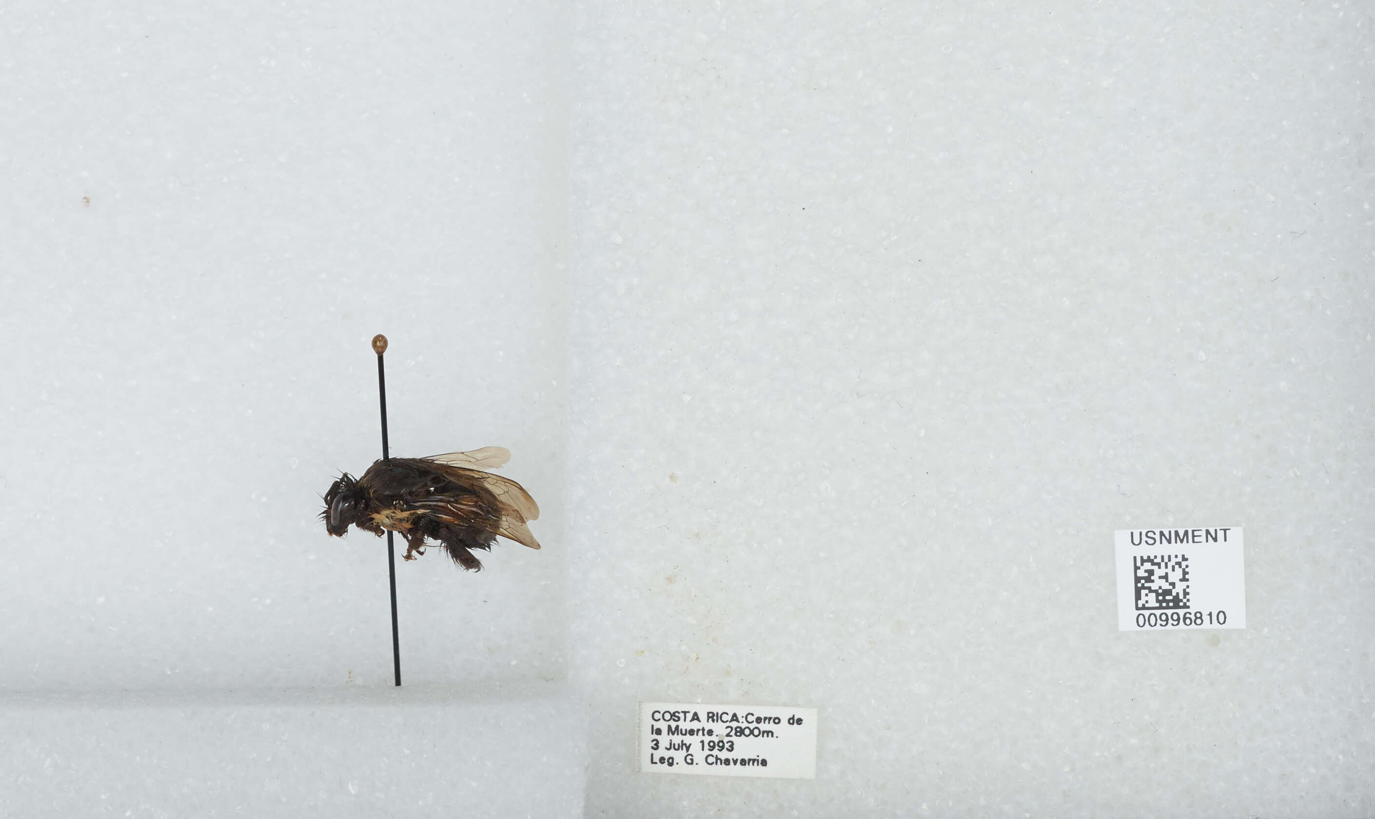 Bombus ephippiatus Say 1837 resmi