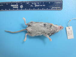 Image de Souris à pattes blanches