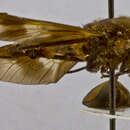 صورة Gastroxides atricincta Schuurmans-Stekhoven