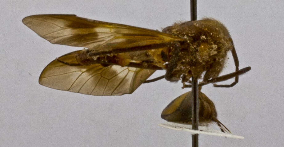 Image of Gastroxides atricincta Schuurmans-Stekhoven