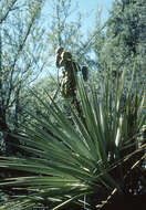 Image of Schott's yucca