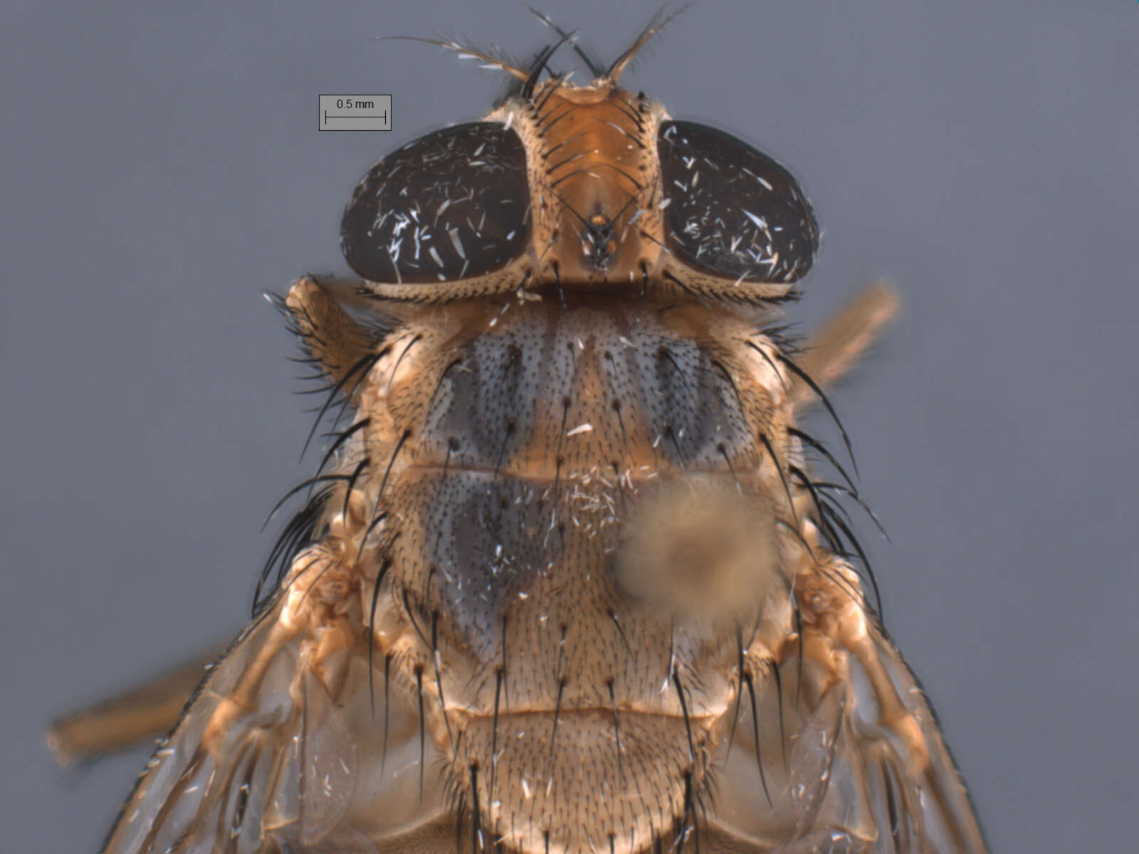 Image of Auchmeromyia bequaerti (Roubaud 1913)