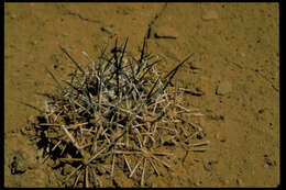 Image of Siler's Pincushion Cactus