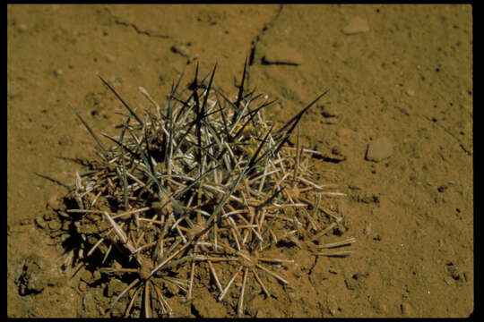 Plancia ëd Pediocactus sileri (Engelm. ex J. M. Coult.) L. D. Benson