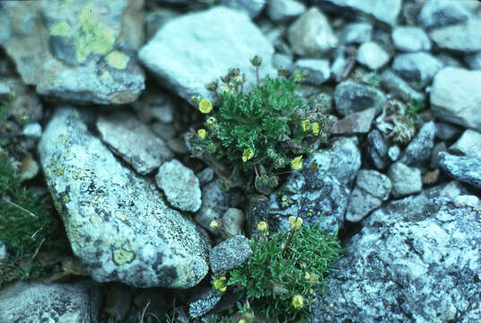 Image of dwarf mountain cinquefoil